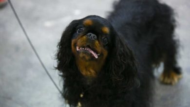 Πρόστιμο 30.000 ευρώ στον 43χρονο που πυροβόλησε και σκότωσε σκύλο στη Ζάκυνθο - Η 63χρονη θεία του ηθική αυτουργός