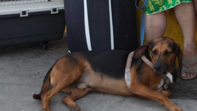 Σκότωσαν σκύλο σε αυλή σπιτιού στη Ζάκινθο - Δύο προσαγωγές για το θανάσιμο πυροβολισμό