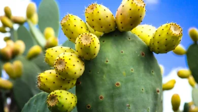 prickly pear 1000x