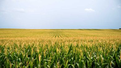 ΕΕ: Παράταση για έναν χρόνο στην εισαγωγή ουκρανικών αγροτικών προϊόντων χωρίς δασμούς