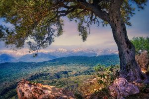 «Πωλείται… μυαλό; Γιατί ακίνητα έχουμε πολλά!» tree 5785686 1280